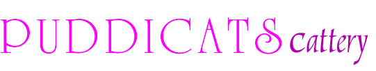 Puddicats Cattery, luxury boarding for cats